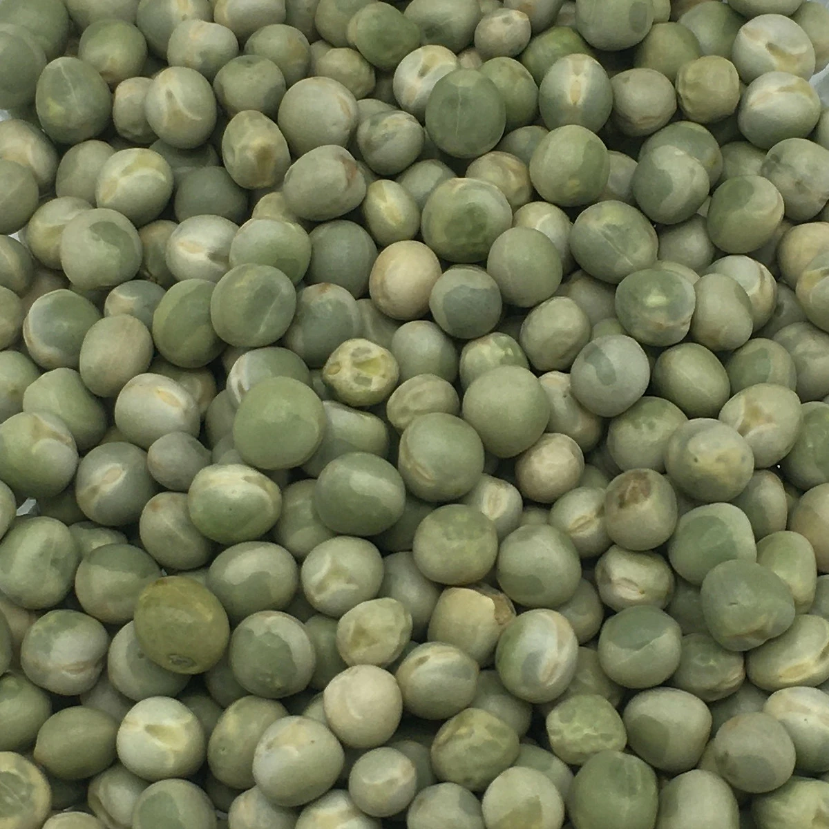 VERSELE-LAGA Erbsen Grün - Versele 25kg 1 VERSELE-LAGA Erbsen Grün - Versele 25kg