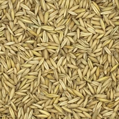 VERSELE-LAGA Hafer Derby - Versele 25kg