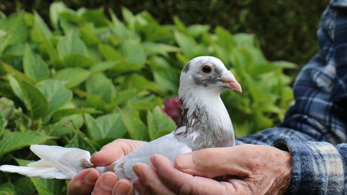 Tauben Geschäft 33 Tauben Geschäft -Josera Geschäft 239883615 1698242294 v16 9 1200